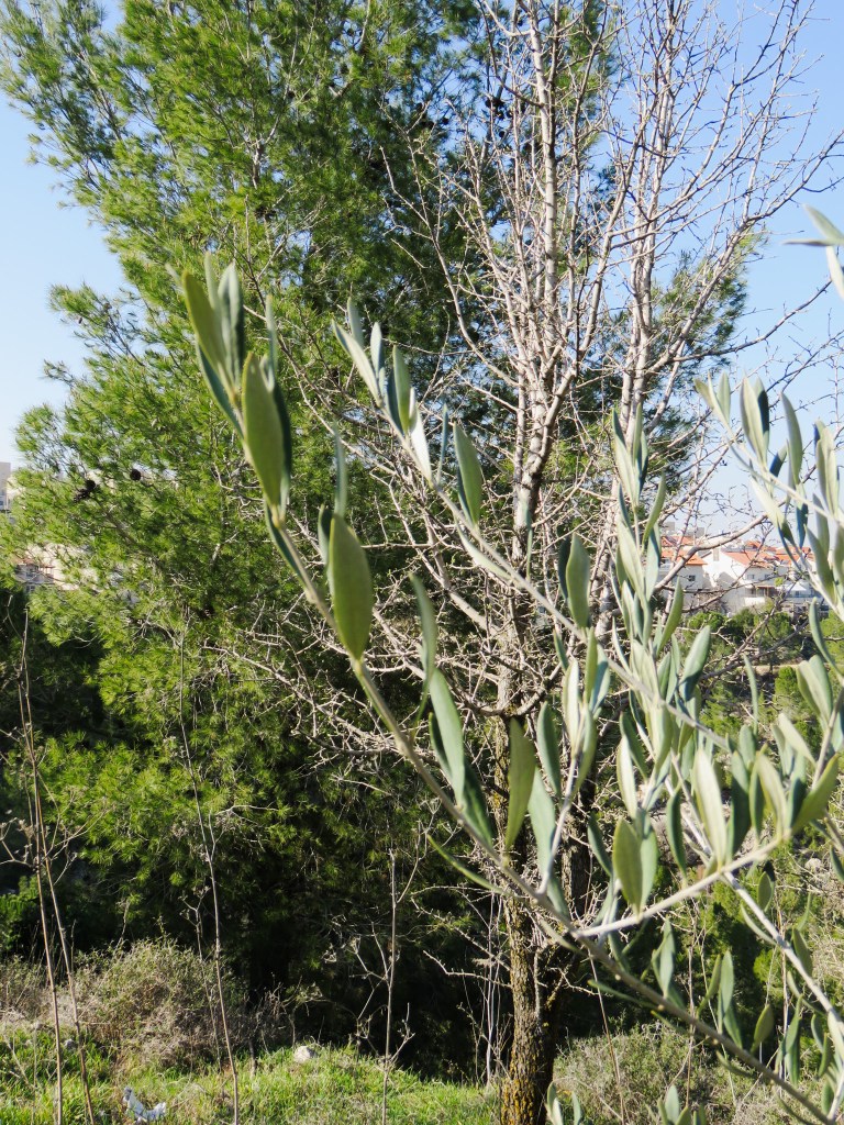 שריפה בירושלים
